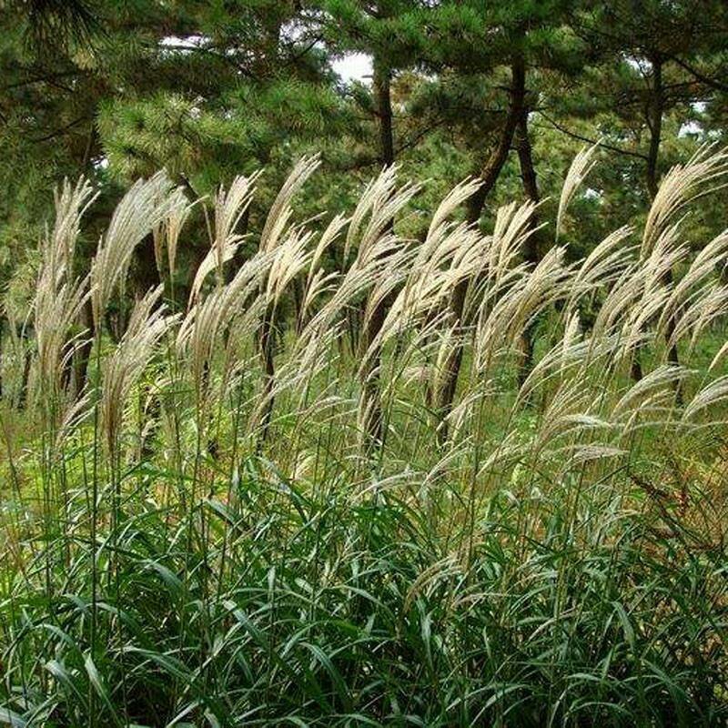 芒草种子野芒草四季种南方北方种植野草植物易种草籽产量高