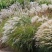芒草种子野芒草四季种南方北方种植野草植物易种草籽产量高