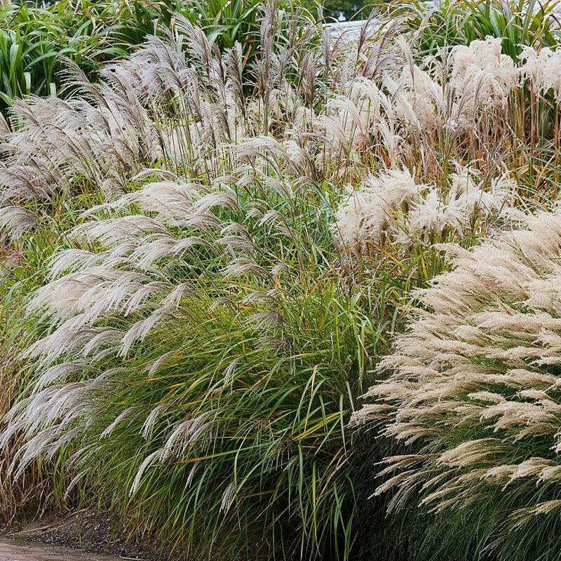 芒草种子野芒草四季种南方北方种植野草植物易种草籽产量高