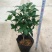 四季桂花树盆栽八月桂丹桂金桂浓香型植物室内庭院四季花
