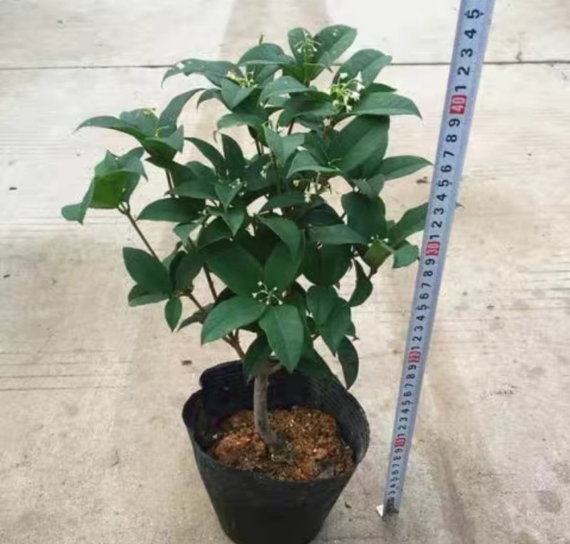 四季桂花树盆栽八月桂丹桂金桂浓香型植物室内庭院四季花
