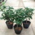 四季桂花树盆栽八月桂丹桂金桂浓香型植物室内庭院四季花