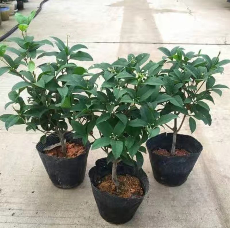 四季桂花树盆栽八月桂丹桂金桂浓香型植物室内庭院四季花