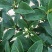 四季桂花树盆栽八月桂丹桂金桂浓香型植物室内庭院四季花