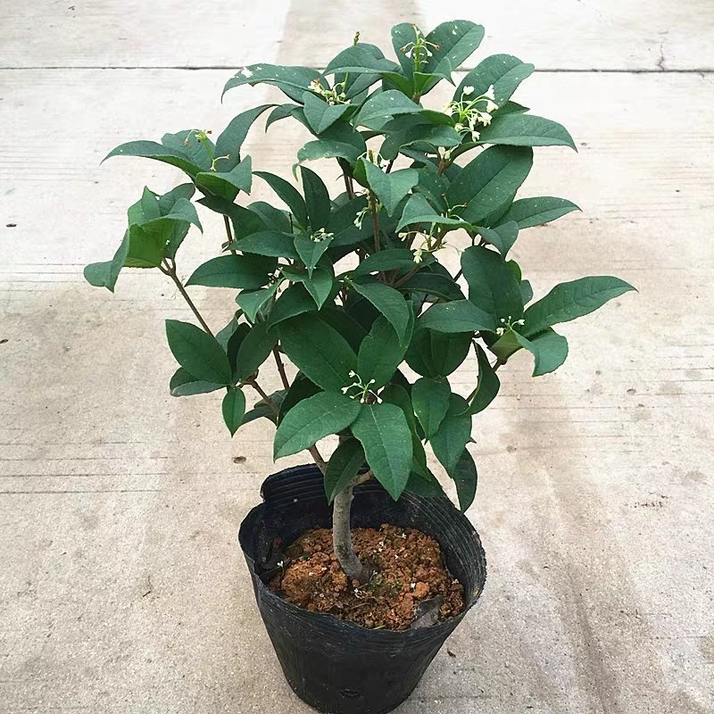 四季桂花树盆栽八月桂丹桂金桂浓香型植物室内庭院四季花