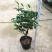 四季桂花树盆栽八月桂丹桂金桂浓香型植物室内庭院四季花