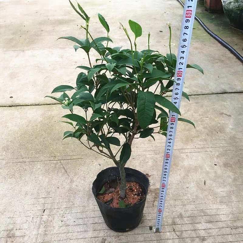 四季桂花树盆栽八月桂丹桂金桂浓香型植物室内庭院四季花