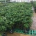 四季桂花树盆栽八月桂丹桂金桂浓香型植物室内庭院四季花