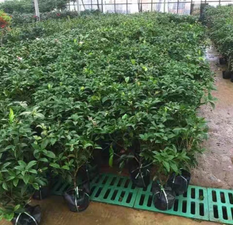 四季桂花树盆栽八月桂丹桂金桂浓香型植物室内庭院四季花