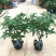 四季桂花树盆栽八月桂丹桂金桂浓香型植物室内庭院四季花