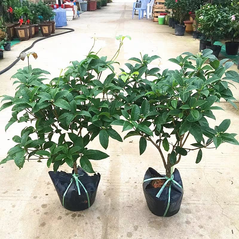 四季桂花树盆栽八月桂丹桂金桂浓香型植物室内庭院四季花
