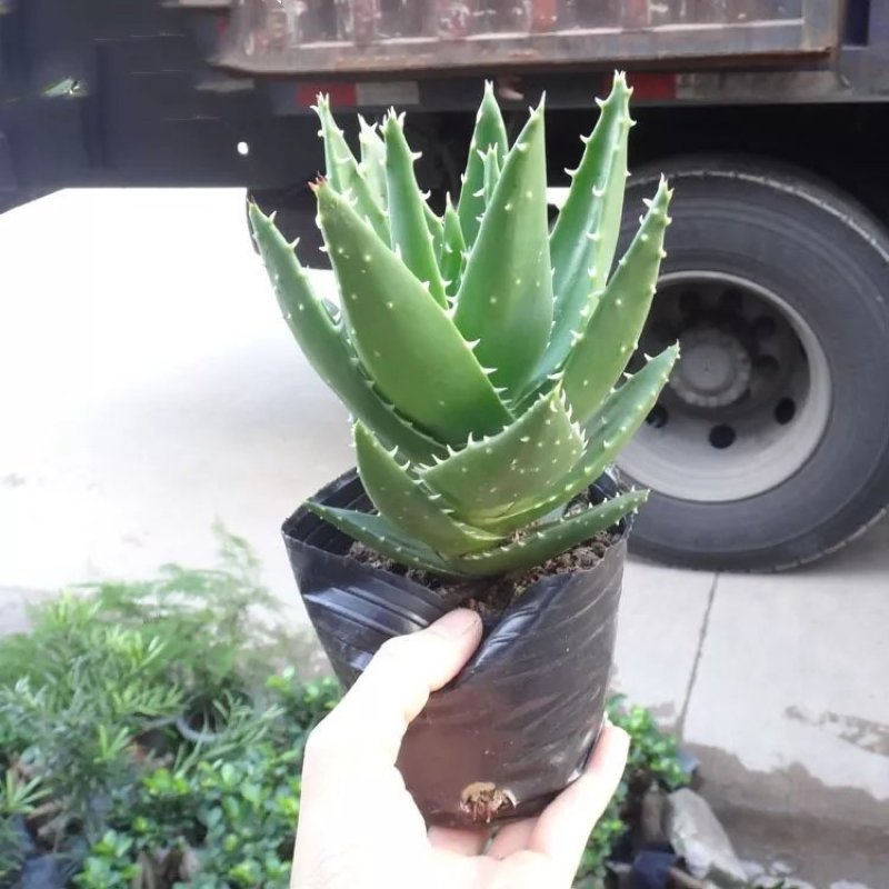 不夜城芦荟苗盆栽绿植物净化空气吸除甲醛办公卧室内好养花卉