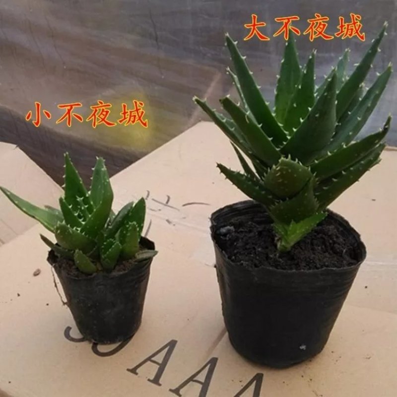 不夜城芦荟苗盆栽绿植物净化空气吸除甲醛办公卧室内好养花卉