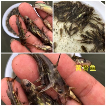 黄骨苗黄颡苗全雄黄骨苗杂交黄骨鱼苗苗场直发全国发货