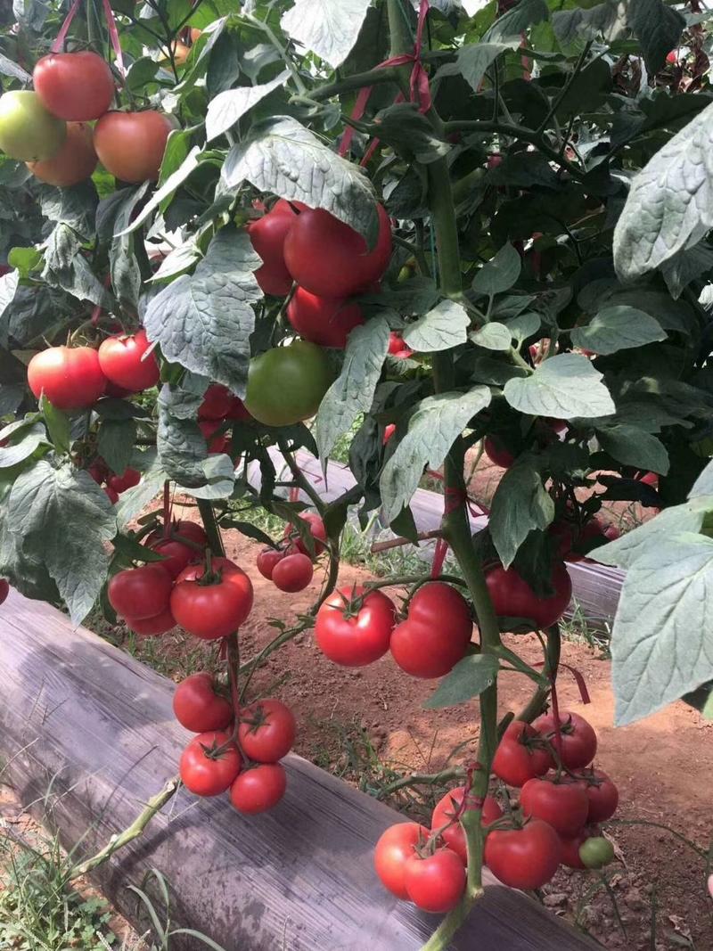 西红柿苗，越夏，秋延迟品种，抗病毒，抗裂果抗死棵