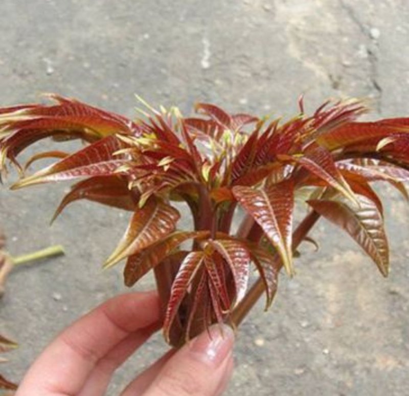 香椿种子正宗的红油香椿种子春秋均可种植种子