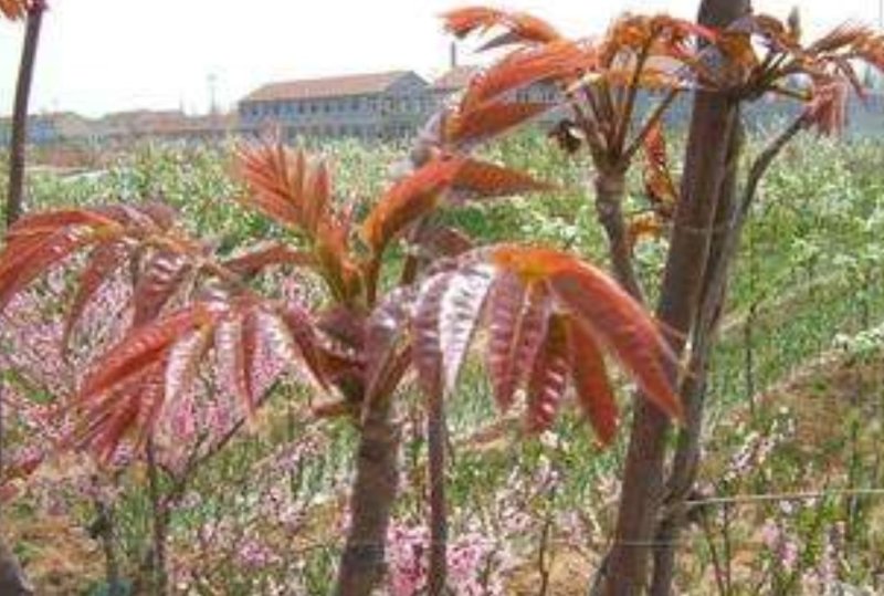 香椿种子正宗的红油香椿种子春秋均可种植种子