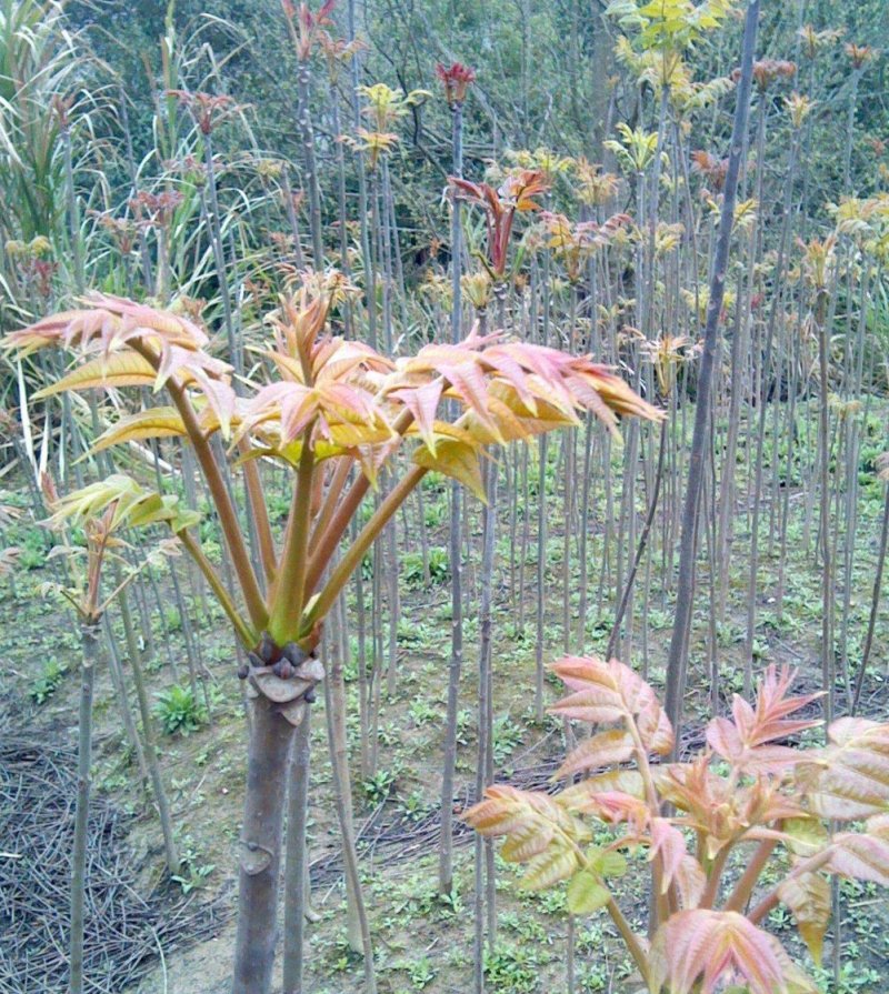 香椿种子正宗的红油香椿种子春秋均可种植种子