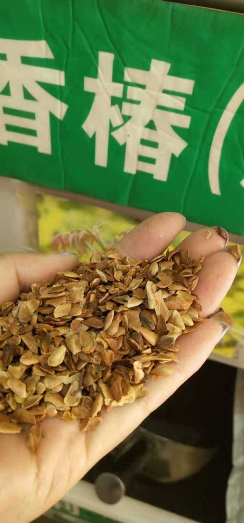 香椿种子正宗的红油香椿种子春秋均可种植种子