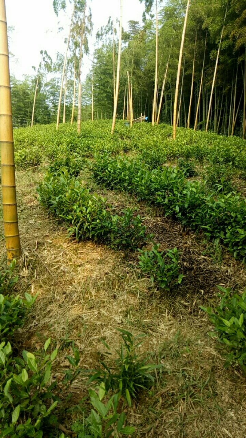 鸣一品安吉白茶，黄金牙。