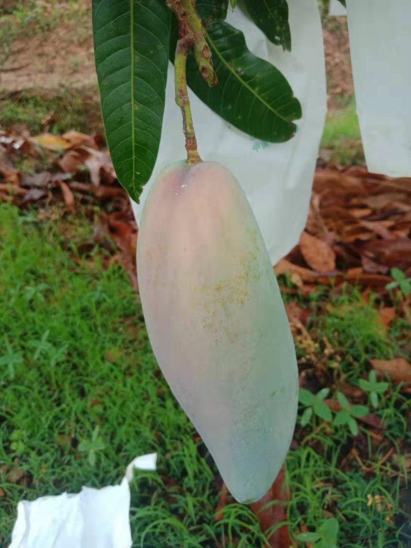 苹果芒，红像牙芒果，凯特芒果，吉露芒果