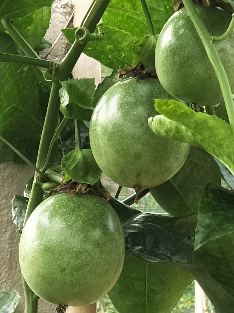 百香果