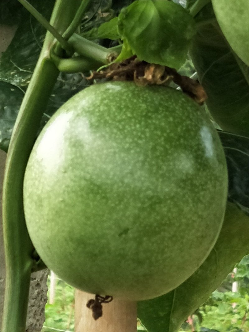 百香果