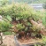 赤楠