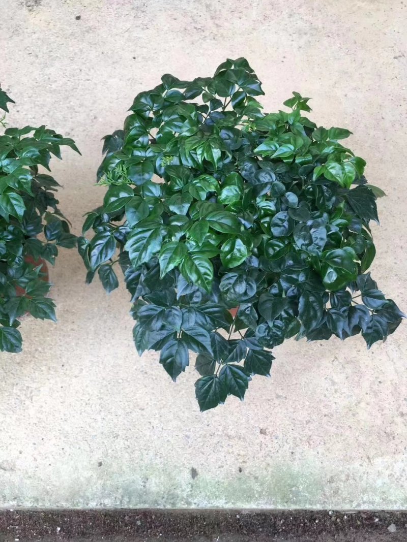 幸福树