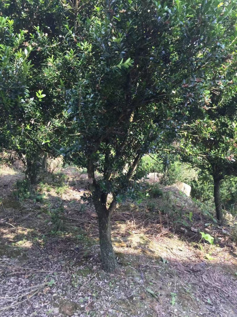 雀舌黄杨