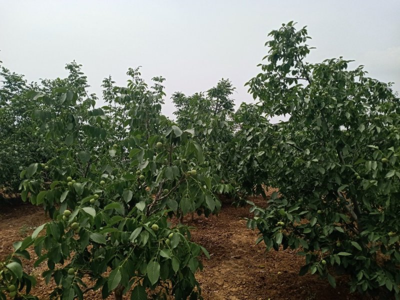 新鲜核桃