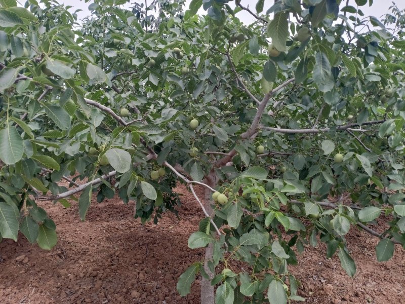 新鲜核桃