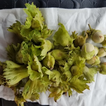 榛子鲜果大量供应