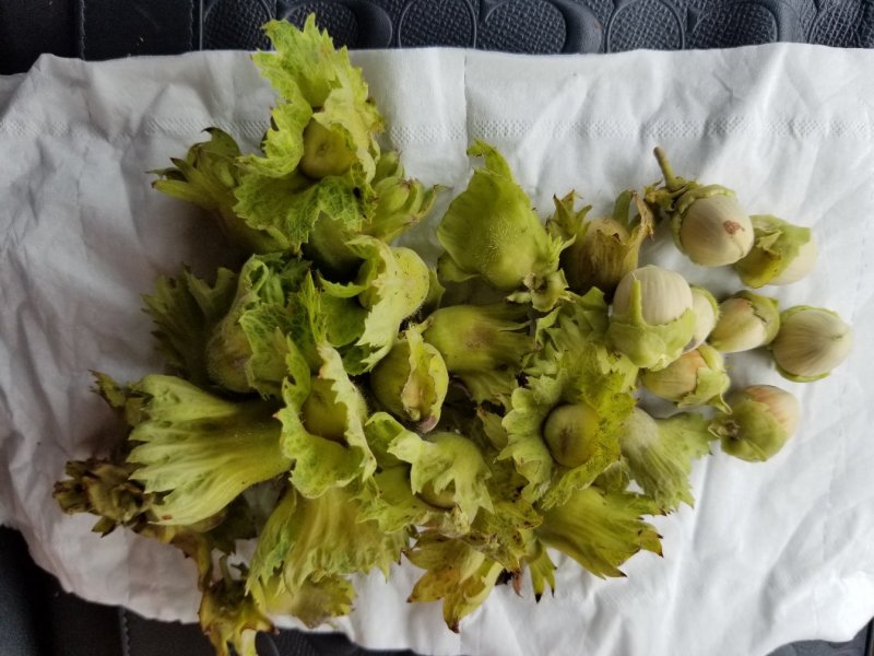 榛子鲜果大量供应