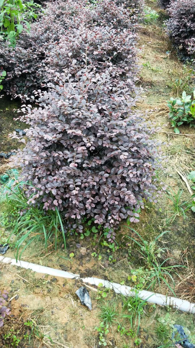 红花继木