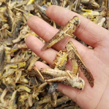 蚂蚱，