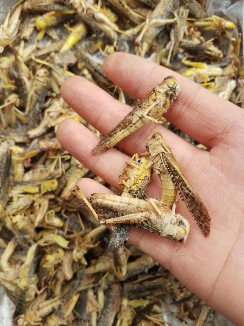 蚂蚱，