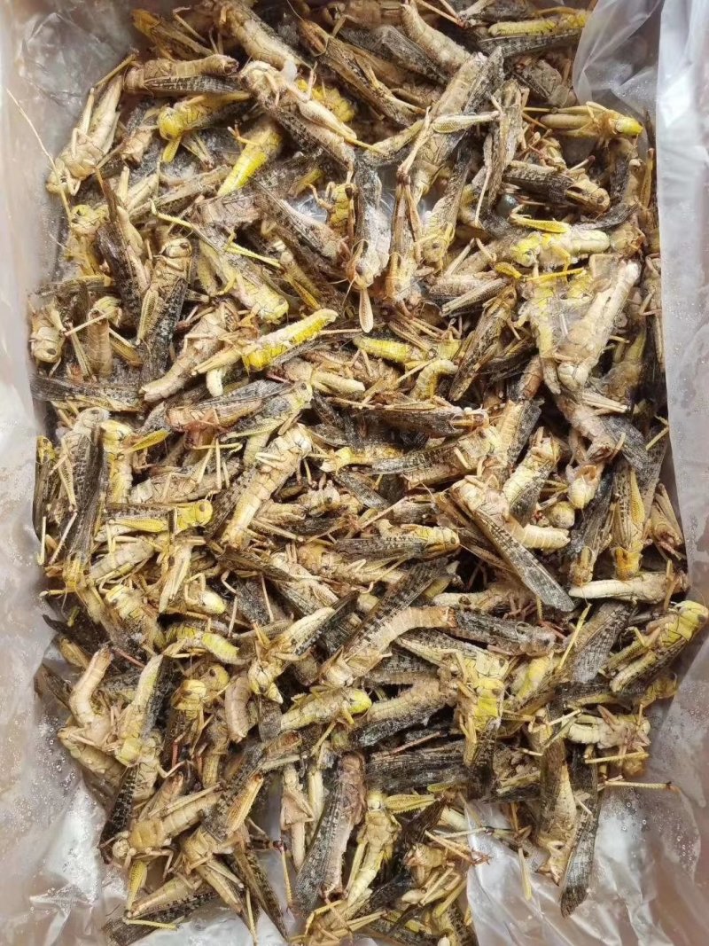 蚂蚱，