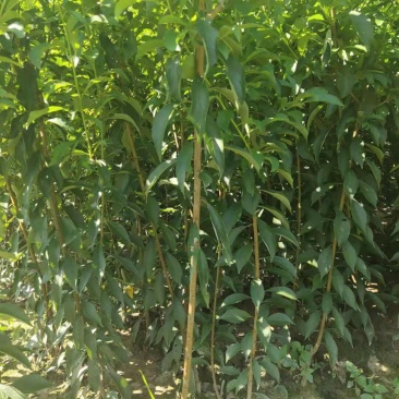 蜂糖李苗一代嫁接苗四月李苗原生态苗原产地直销