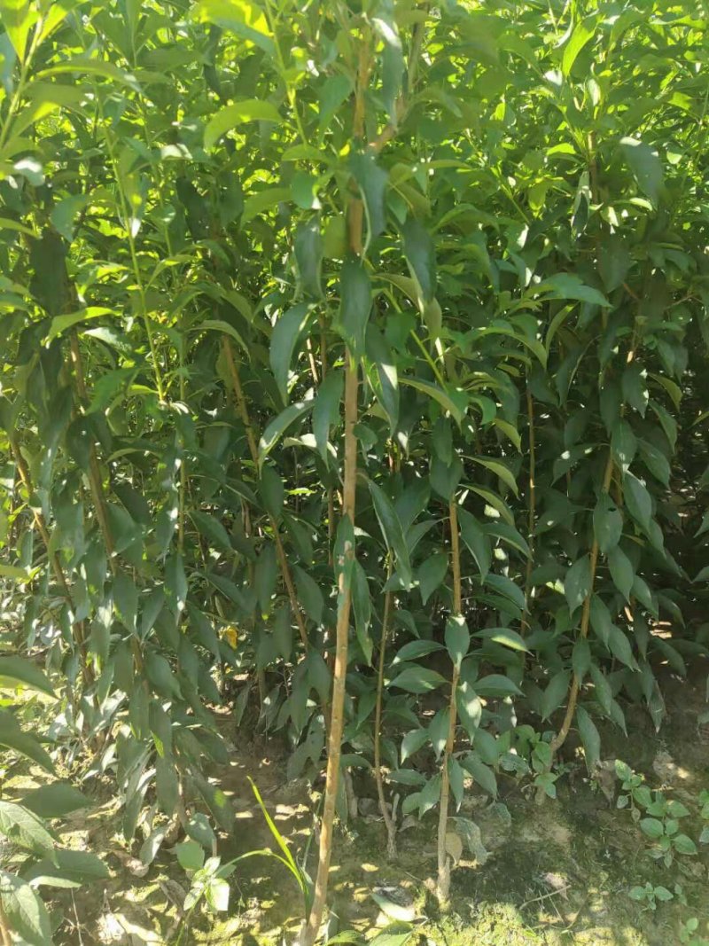 蜂糖李苗一代嫁接苗四月李苗原生态苗原产地直销