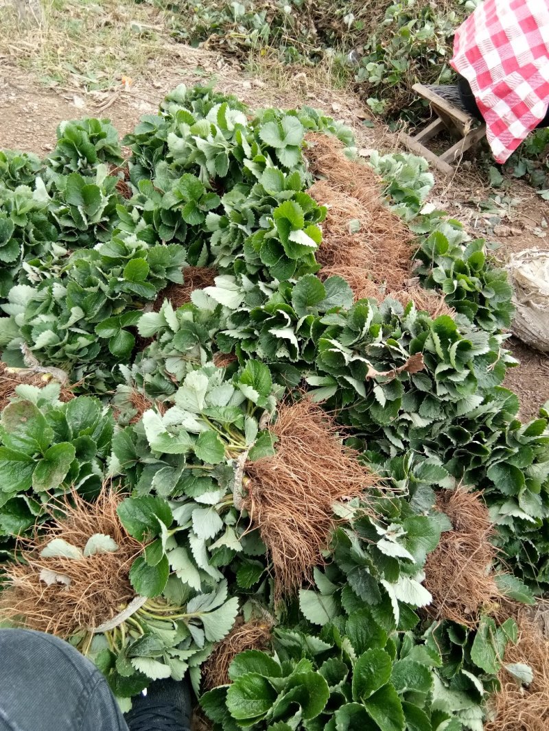 甜查理草莓苗抗病的草莓品种包成活现挖现卖基地直销