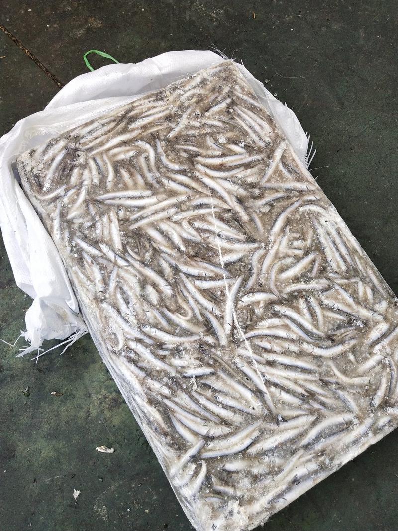 饲料鱼鳀鱼品质优海产，适用于螃蟹，黑鱼，龙虾黑鱼鲈鱼养殖