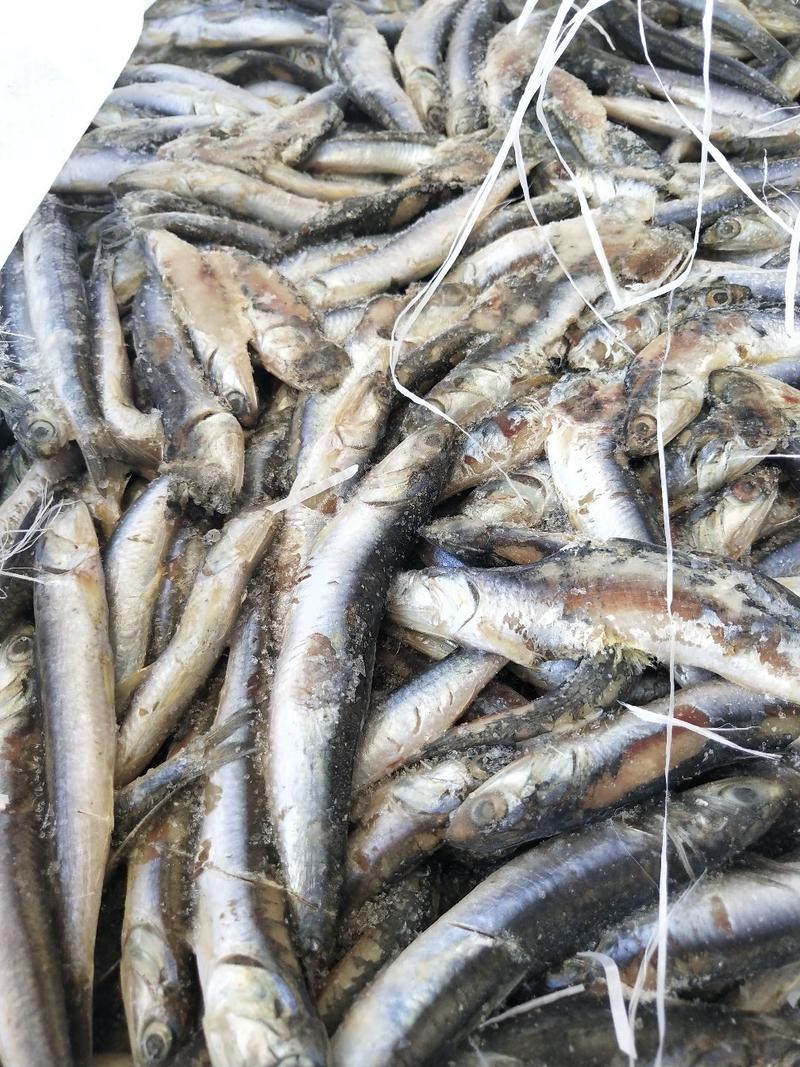 饲料鱼鳀鱼品质优海产，适用于螃蟹，黑鱼，龙虾黑鱼鲈鱼养殖