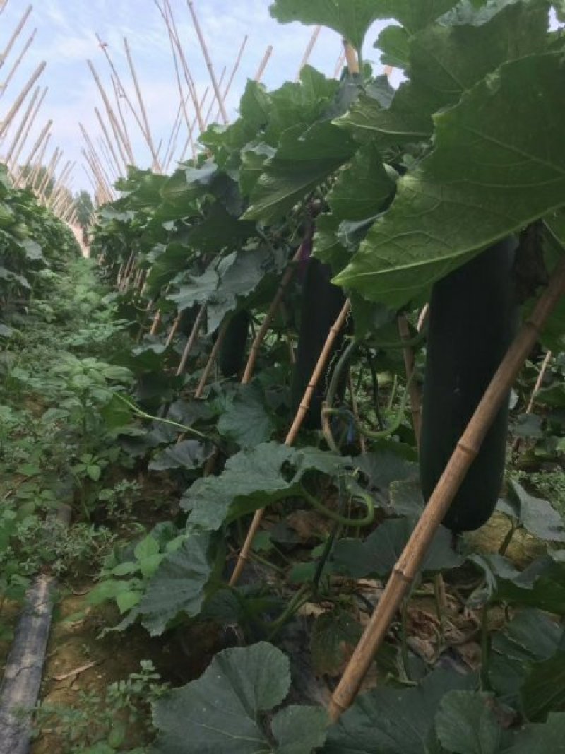 黑皮冬瓜