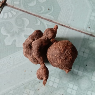 雪里开，地雷根，拐子药，鲜货，全国包邮！