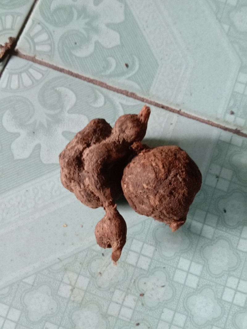 雪里开，地雷根，拐子药，鲜货，全国包邮！