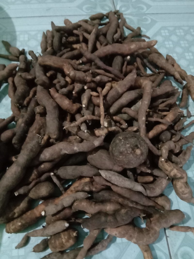 雪里开，地雷根，拐子药，鲜货，全国包邮！