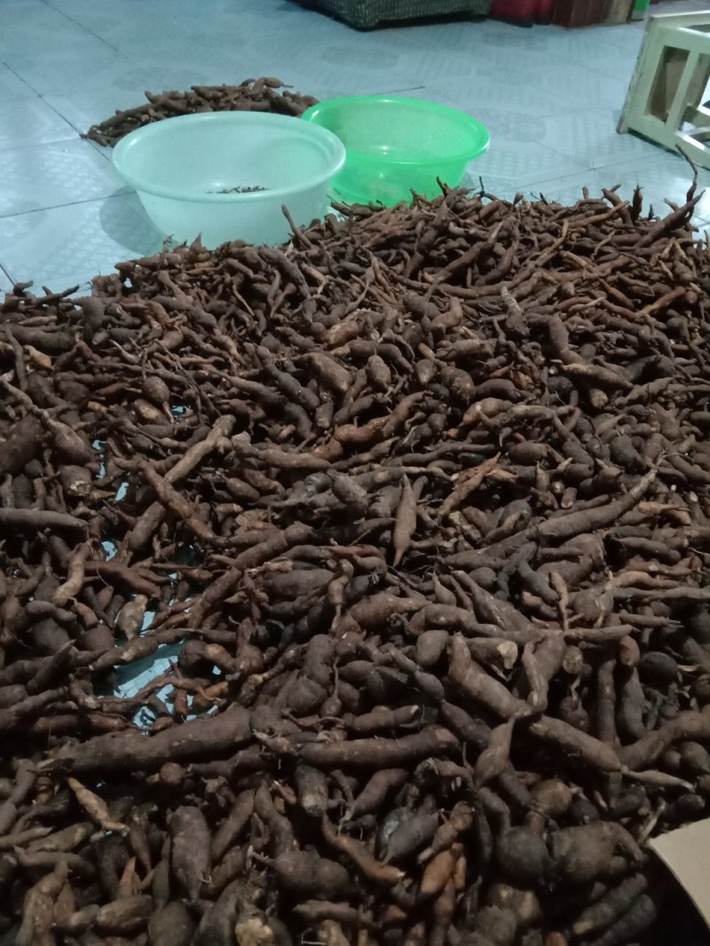 雪里开，地雷根，拐子药，鲜货，全国包邮！