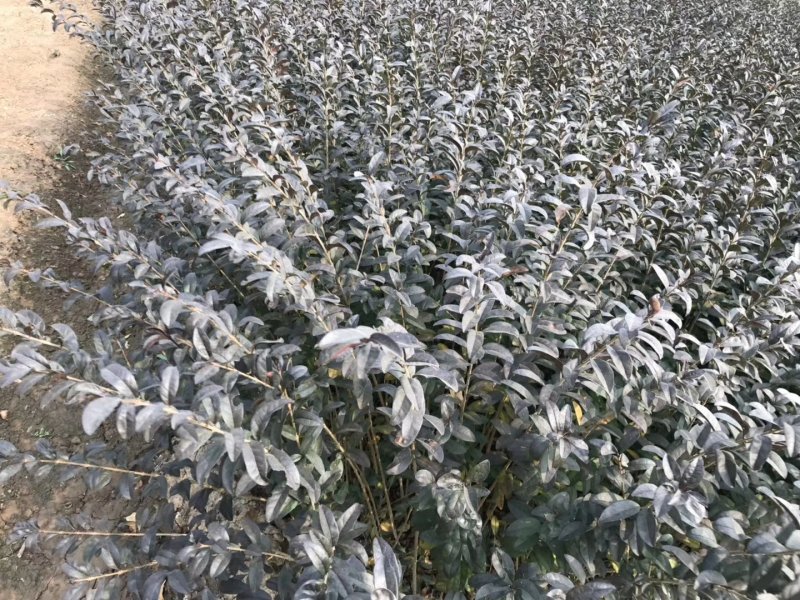 绿化色块地被绿篱苗紫叶水蜡青叶水蜡金叶水蜡金边水蜡