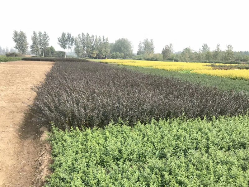 绿化色块地被绿篱苗紫叶水蜡青叶水蜡金叶水蜡金边水蜡